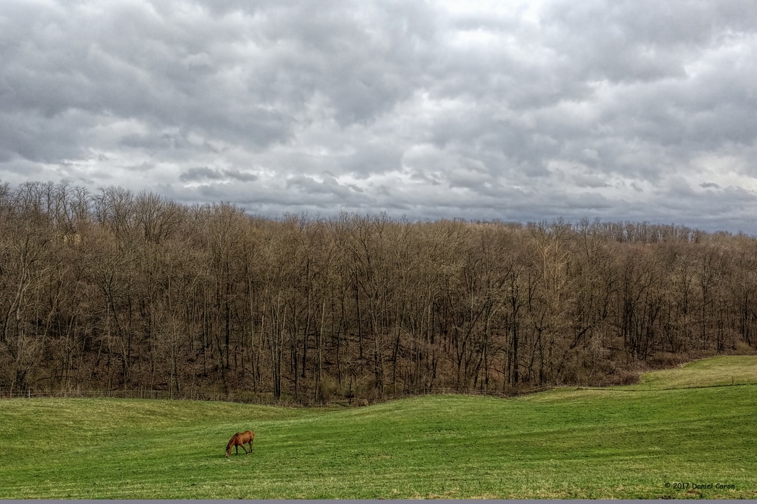 Horse in field under storm clouds Picture