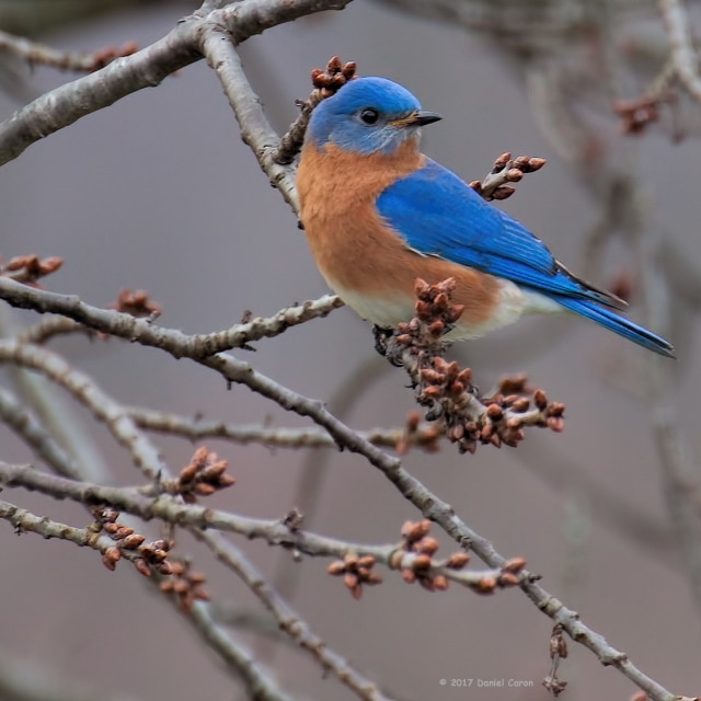 Eastern Bluebird on branch Picture