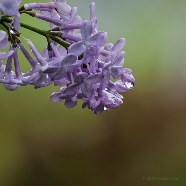 Lilac blossoms Picture