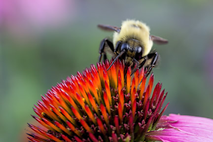 Bumble bee on Coneflower Picture