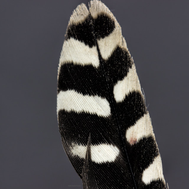 Downy Woodpecker feather Picture